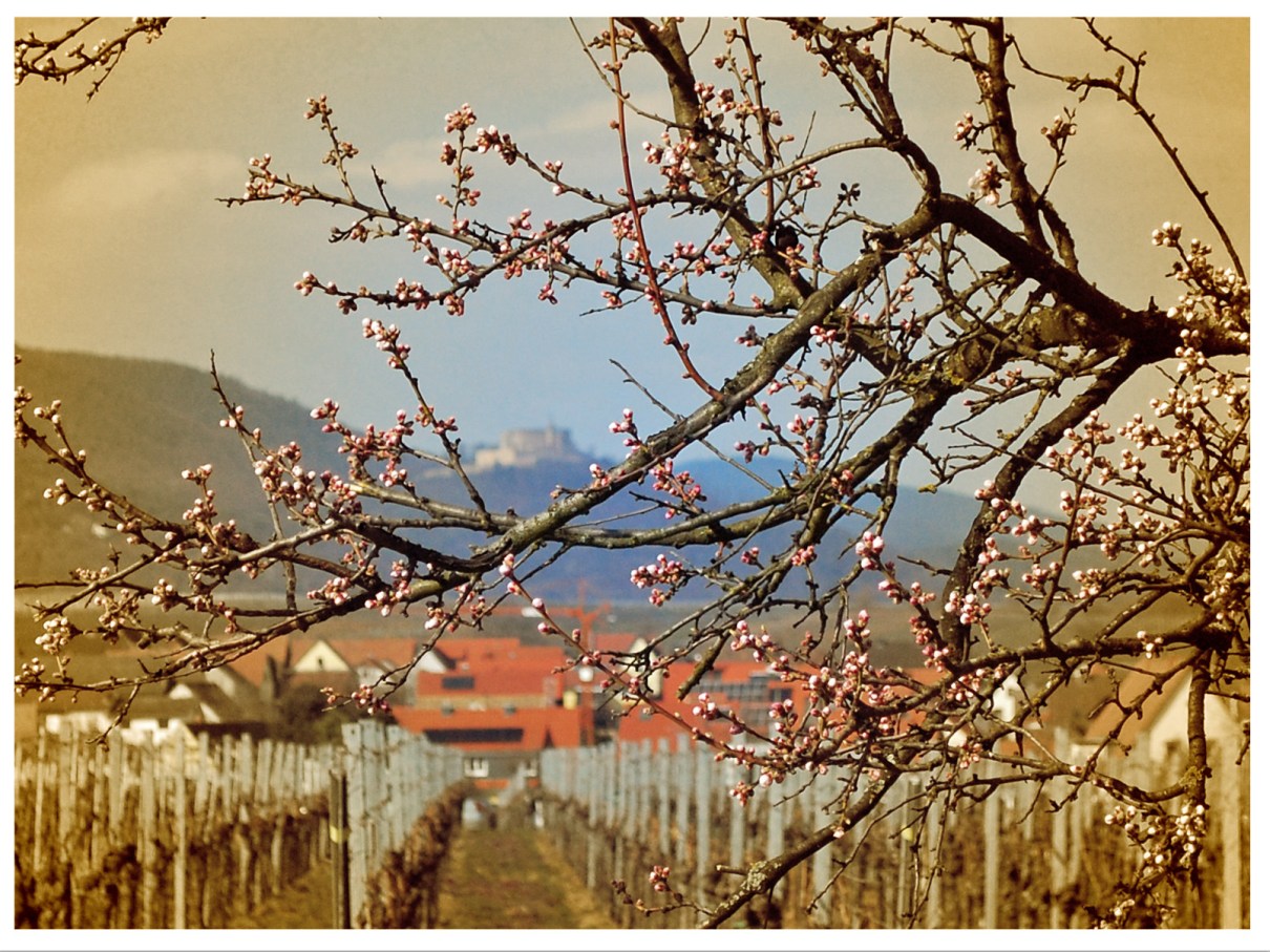 2013 04 07_1220_bearbeitet-1 Kopie