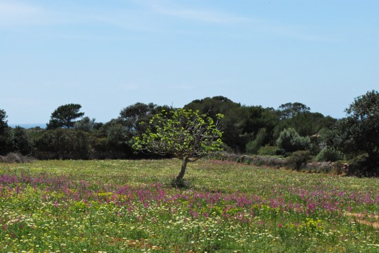 Mallorca_Santanyi_Landschaft