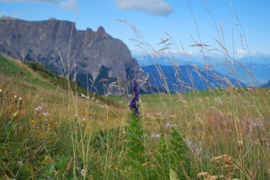 Bergsommer Seiser Alm_Blumenwiese